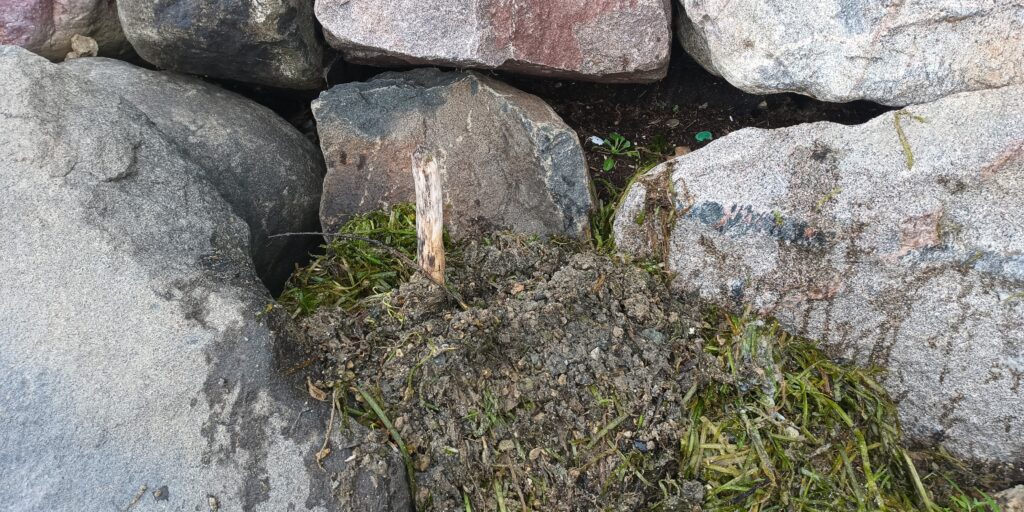 A shallow, weedy grave for a fallen turtle